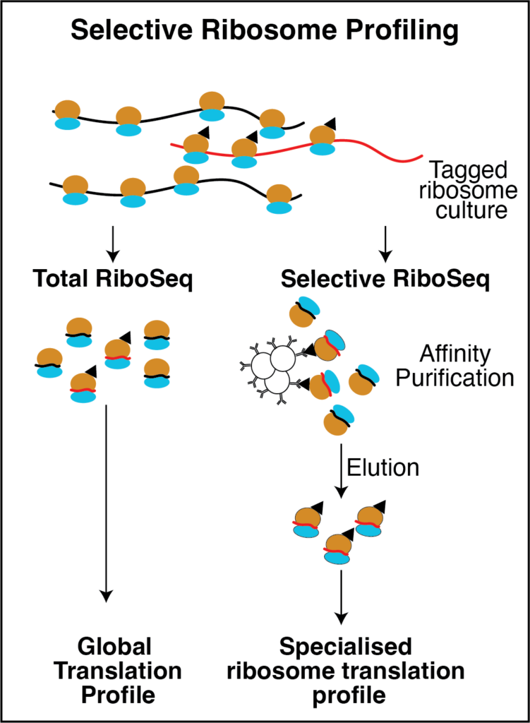 A comparison of workflows for Riboseq and selective Riboseq. Total riboseq purifies ribosomes and their associated RNAs, allowing global translational profiles to be determined. Selective riboseq purifies affinity tagged ribosomes and their associated RNAs, which allows specialised ribosome translational profiles to be determined. 