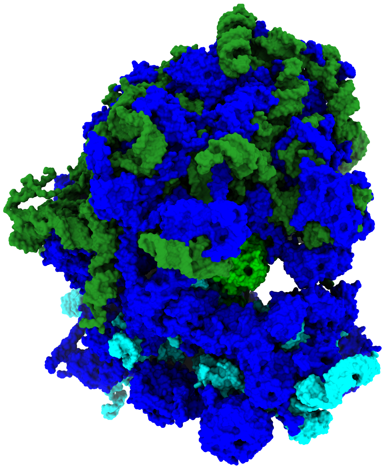Unlocking The Secrets: The Color Code Of Ribosomes - c8ojtuj